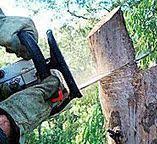 How Our Tree Care Process Works  in  Georgetown, IL